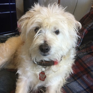 Fundraising Page: Elaine Olson